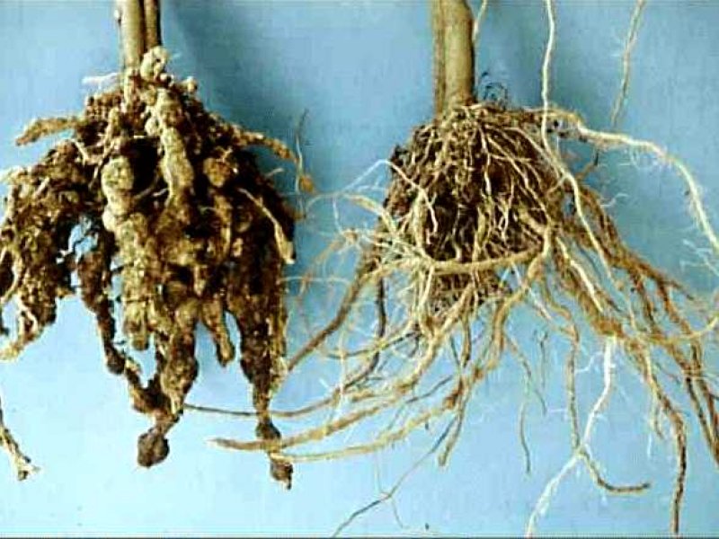 Rootknot nematodes Biovision Home.